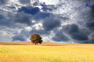 autumntree in wheatfield