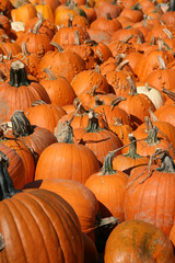 Pumpkins in the Field