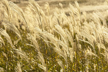 曽爾高原のススキ
