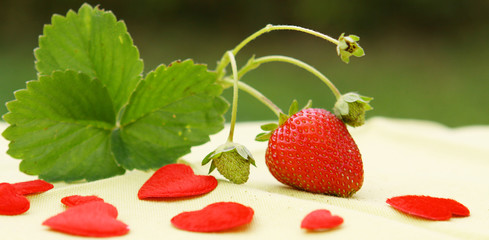erdbeere,makro