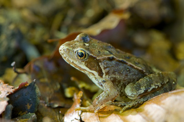 Grenouille rousse (Rana temporaria)