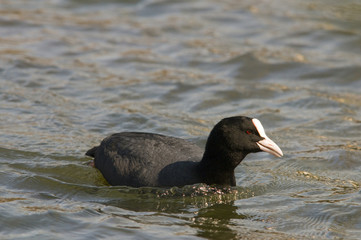Foulque macroule