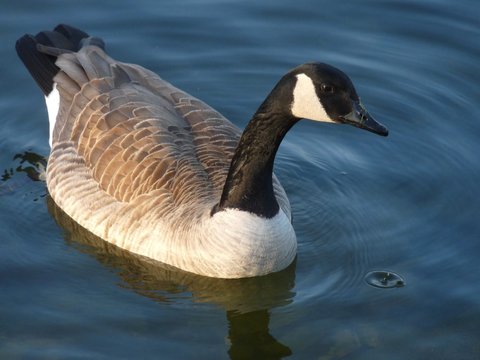 227 Best Oie Sauvage Images Stock Photos Vectors Adobe Stock 227 Best Oie Sauvage Images Stock Photos Vectors Adobe Stock