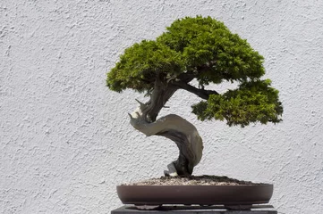 Schilderijen op glas Bonsai Tree © rrodrickbeiler