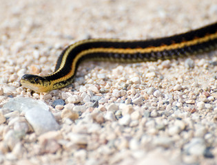 Garter Snake