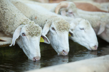 Fototapeta premium tre pecore