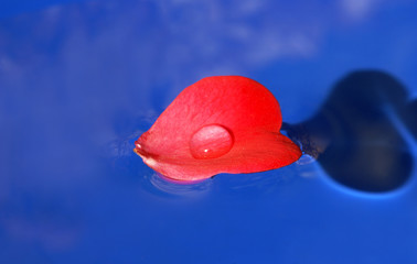 Rose petal swimming on water