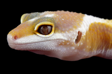 eublepharis macularius, gecko leopard