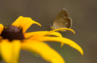 butterfly, flower