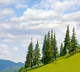 landscape with trees on flank of hill