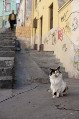 Wander cat to Valparaiso, Chile