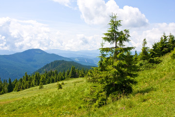 Mountain landscape with tree on meadow
