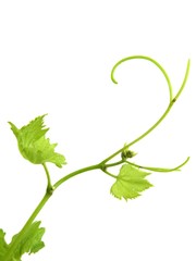Vrilles et feuilles de vigne