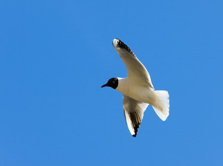 Seagull in flight