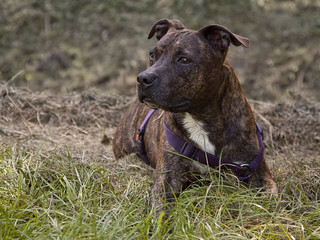 Staffordshire Terrier