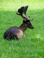 cerf