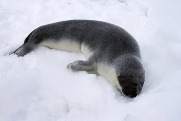 Foto op Canvas Hooded seal pup © Gentoo Multimedia