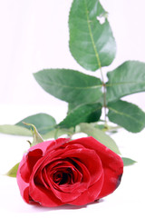 Rote Rose