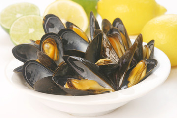 Common Mussels