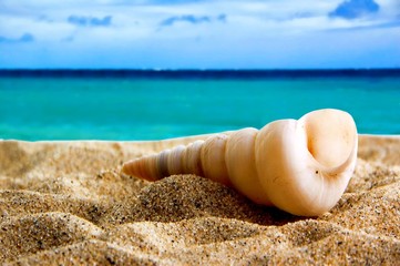 Sea shell on a sandy beach