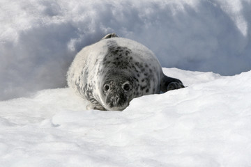 Grey seal © Gentoo Multimedia