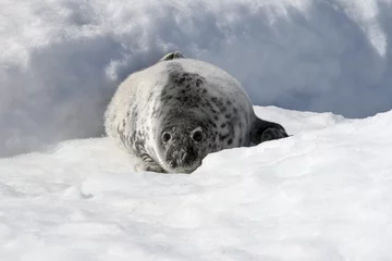 Fotobehang Grey seal © Gentoo Multimedia