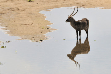 Waterbuck