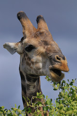 Portait of a giraffe