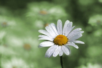 Fototapeta premium margerite-mit-tautropfen