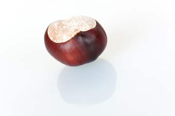 kastanie, aesculus hippocastanum