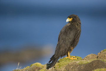 Striated Caracara