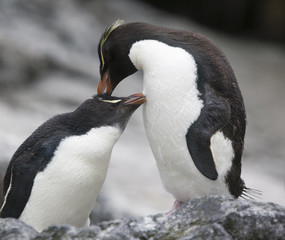 Rockhopper penguins preening