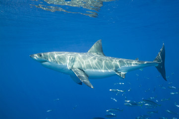 Naklejka premium Great White Shark