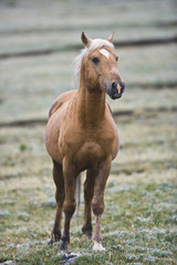 Fototapeta premium Wild Horse Stallioon