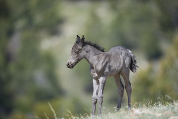 Wild horse colt - 16664646