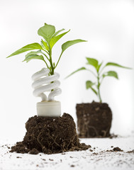 A green plant grows up through an energy efficient light bulb