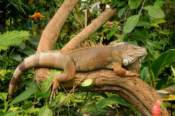 Leguan