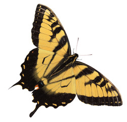 Naklejka premium Swallowtail Butterfly