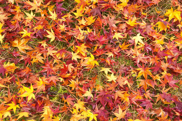 紅葉