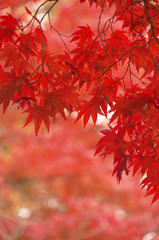 紅葉