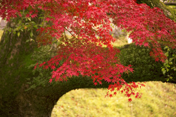紅葉