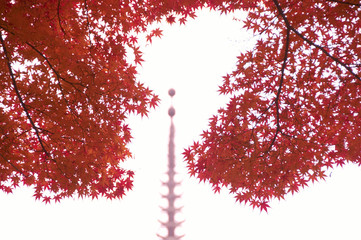 紅葉