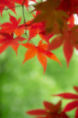 紅葉