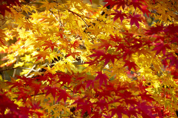 紅葉