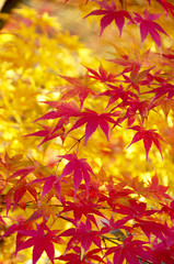 紅葉
