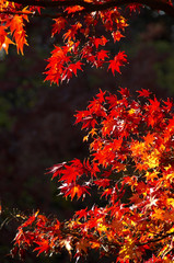 紅葉