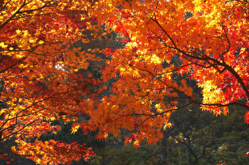 紅葉
