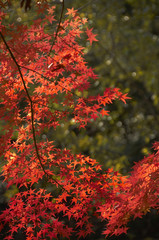 紅葉
