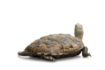 Japanese wood turtle