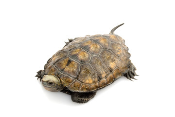 Japanese wood turtle
